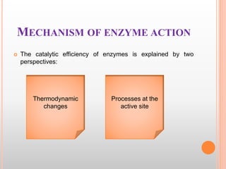 MECHANISM OF ENZYME ACTION
 The catalytic efficiency of enzymes is explained by two
perspectives:
Thermodynamic
changes
Processes at the
active site
 