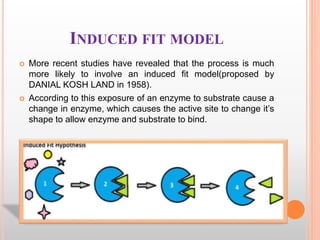 INDUCED FIT MODEL
 More recent studies have revealed that the process is much
more likely to involve an induced fit model(proposed by
DANIAL KOSH LAND in 1958).
 According to this exposure of an enzyme to substrate cause a
change in enzyme, which causes the active site to change it’s
shape to allow enzyme and substrate to bind.
 