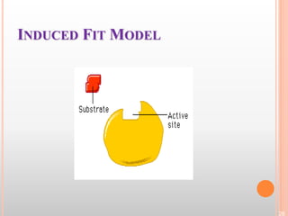 26
INDUCED FIT MODEL
 