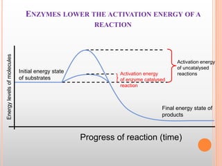 ENZYMES LOWER THE ACTIVATION ENERGY OF A
REACTION
Final energy state of
products
Initial energy state
of substrates
Activation energy
of uncatalysed
reactionsActivation energy
of enzyme catalysed
reaction
Progress of reaction (time)
Energylevelsofmolecules
 