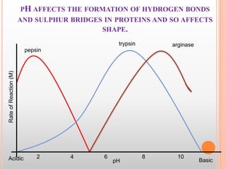 PH AFFECTS THE FORMATION OF HYDROGEN BONDS
AND SULPHUR BRIDGES IN PROTEINS AND SO AFFECTS
SHAPE.
pepsin
trypsin arginase
2 4 8 106
pH
RateofReaction(M)
Acidic Basic
 