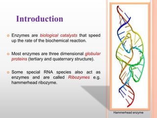 Introduction
 Enzymes are biological catalysts that speed
up the rate of the biochemical reaction.
 Most enzymes are three dimensional globular
proteins (tertiary and quaternary structure).
 Some special RNA species also act as
enzymes and are called Ribozymes e.g.
hammerhead ribozyme.
Hammerhead enzyme
 