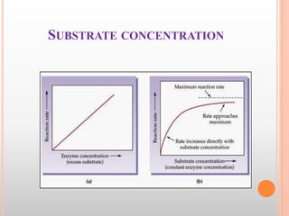 SUBSTRATE CONCENTRATION
 