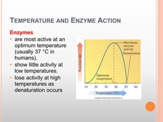 TEMPERATURE AND ENZYME ACTION
Enzymes
• are most active at an
optimum temperature
(usually 37 °C in
humans).
• show little activity at
low temperatures.
• lose activity at high
temperatures as
denaturation occurs
 