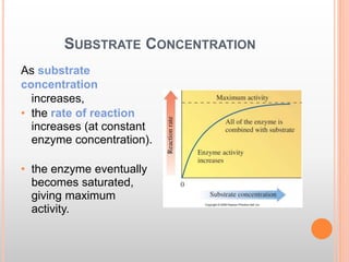 SUBSTRATE CONCENTRATION
As substrate
concentration
increases,
• the rate of reaction
increases (at constant
enzyme concentration).
• the enzyme eventually
becomes saturated,
giving maximum
activity.
 
