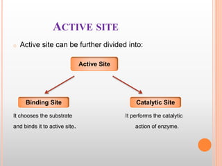 ACTIVE SITE
o Active site can be further divided into:
It chooses the substrate It performs the catalytic
and binds it to active site. action of enzyme.
Active Site
Binding Site Catalytic Site
 