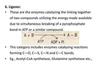 6. Ligases:
• These are the enzymes catalyzing the linking together
of two compounds utilizing the energy made available
due to simultaneous breaking of a pyrophosphate
bond in ATP or a similar compound.
• This category includes enzymes catalyzing reactions
forming C—O, C—S, C—N and C—C bonds.
• Eg., Acetyl-CoA synthetase, Glutamine synthetase etc.,
 