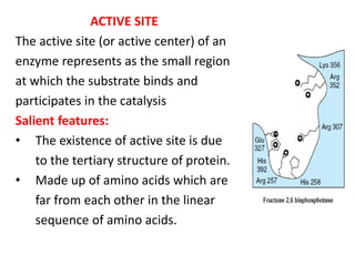 ACTIVE SITE
The active site (or active center) of an
enzyme represents as the small region
at which the substrate binds and
participates in the catalysis
Salient features:
• The existence of active site is due
to the tertiary structure of protein.
• Made up of amino acids which are
far from each other in the linear
sequence of amino acids.
 