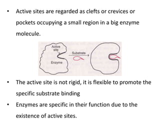• Active sites are regarded as clefts or crevices or
pockets occupying a small region in a big enzyme
molecule.
• The active site is not rigid, it is flexible to promote the
specific substrate binding
• Enzymes are specific in their function due to the
existence of active sites.
 