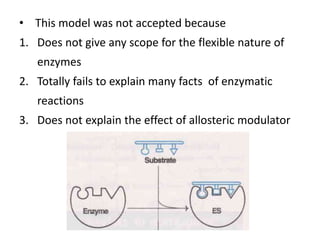 • This model was not accepted because
1. Does not give any scope for the flexible nature of
enzymes
2. Totally fails to explain many facts of enzymatic
reactions
3. Does not explain the effect of allosteric modulator
 