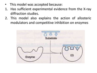 • This model was accepted because:
1. Has sufficient experimental evidence from the X-ray
diffraction studies.
2. This model also explains the action of allosteric
modulators and competitive inhibition on enzymes
 