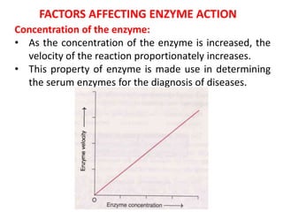 FACTORS AFFECTING ENZYME ACTION
Concentration of the enzyme:
• As the concentration of the enzyme is increased, the
velocity of the reaction proportionately increases.
• This property of enzyme is made use in determining
the serum enzymes for the diagnosis of diseases.
 