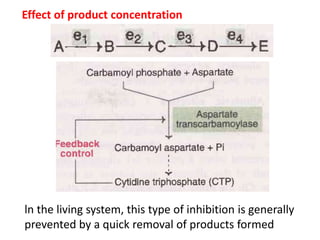 Effect of product concentration
ln the living system, this type of inhibition is generally
prevented by a quick removal of products formed
 