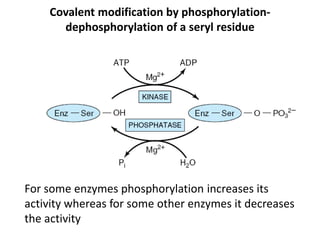 Covalent modification by phosphorylation-
dephosphorylation of a seryl residue
For some enzymes phosphorylation increases its
activity whereas for some other enzymes it decreases
the activity
 