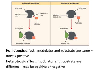 Homotropic effect: modulator and substrate are same –
mostly positive
Heterotropic effect: modulator and substrate are
different – may be positive or negative
 