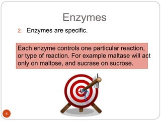 2. Enzymes are specific.
Each enzyme controls one particular reaction,
or type of reaction. For example maltase will act
only on maltose, and sucrase on sucrose.
Enzymes
6
 