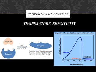 PROPERTIES OF ENZYMES
TEMPERATURE SENSITIVITY
 