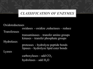 CLASSIFICATION OF ENZYMES
Oxidoreductases
oxidases - oxidize ,reductases – reduce
Transferases
transaminases – transfer amino groups
kinases – transfer phosphate groups
Hydrolases
proteases - hydrolyze peptide bonds
lipases – hydrolyze lipid ester bonds
Lyases
carboxylases – add CO2
hydrolases – add H2O
 