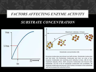 FACTORS AFFECTING ENZYME ACTIVITY
SUBSTRATE CONCENTRATION
 