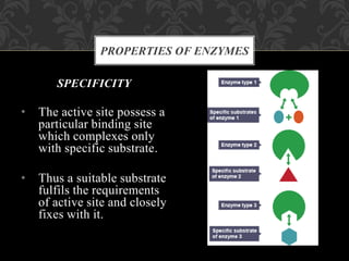 SPECIFICITY
• The active site possess a
particular binding site
which complexes only
with specific substrate.
• Thus a suitable substrate
fulfils the requirements
of active site and closely
fixes with it.
PROPERTIES OF ENZYMES
 