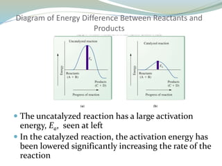 Diagram of Energy Difference Between Reactants and
Products
 The uncatalyzed reaction has a large activation
energy, Ea, seen at left
 In the catalyzed reaction, the activation energy has
been lowered significantly increasing the rate of the
reaction
 