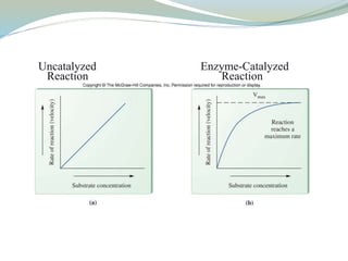 Uncatalyzed Enzyme-Catalyzed
Reaction Reaction
 