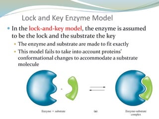 Lock and Key Enzyme Model
 In the lock-and-key model, the enzyme is assumed
to be the lock and the substrate the key
 The enzyme and substrate are made to fit exactly
 This model fails to take into account proteins’
conformational changes to accommodate a substrate
molecule
 