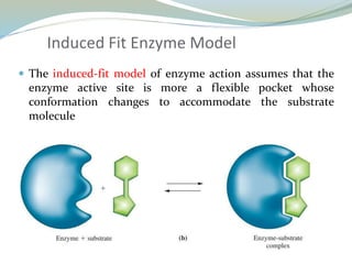 Induced Fit Enzyme Model
 The induced-fit model of enzyme action assumes that the
enzyme active site is more a flexible pocket whose
conformation changes to accommodate the substrate
molecule
 