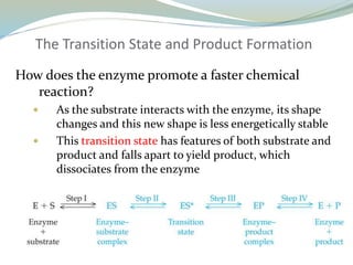 The Transition State and Product Formation
How does the enzyme promote a faster chemical
reaction?
 As the substrate interacts with the enzyme, its shape
changes and this new shape is less energetically stable
 This transition state has features of both substrate and
product and falls apart to yield product, which
dissociates from the enzyme
 