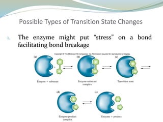 Possible Types of Transition State Changes
1. The enzyme might put “stress” on a bond
facilitating bond breakage
 