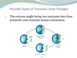 Possible Types of Transition State Changes
2. The enzyme might bring two reactants into close
proximity and maintain proper orientation
 
