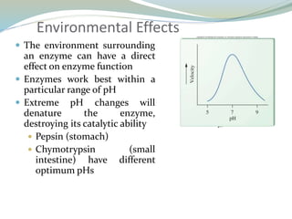 Environmental Effects
 The environment surrounding
an enzyme can have a direct
effect on enzyme function
 Enzymes work best within a
particular range of pH
 Extreme pH changes will
denature the enzyme,
destroying its catalytic ability
 Pepsin (stomach)
 Chymotrypsin (small
intestine) have different
optimum pHs
 