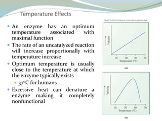 Temperature Effects
 An enzyme has an optimum
temperature associated with
maximal function
 The rate of an uncatalyzed reaction
will increase proportionally with
temperature increase
 Optimum temperature is usually
close to the temperature at which
the enzyme typically exists
 37oC for humans
 Excessive heat can denature a
enzyme making it completely
nonfunctional
 
