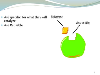 3
 Are specific for what they will
catalyze
 Are Reusable
 