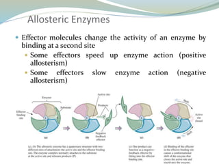 Allosteric Enzymes
 Effector molecules change the activity of an enzyme by
binding at a second site
 Some effectors speed up enzyme action (positive
allosterism)
 Some effectors slow enzyme action (negative
allosterism)
 