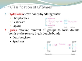Classification of Enzymes
 Hydrolases cleave bonds by adding water
 Phosphatases
 Peptidases
 Lipases
 Lyases catalyze removal of groups to form double
bonds or the reverse break double bonds
 Decarboxylases
 Synthases
 