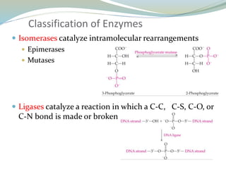 Classification of Enzymes
 Isomerases catalyze intramolecular rearrangements
 Epimerases
 Mutases
 Ligases catalyze a reaction in which a C-C, C-S, C-O, or
C-N bond is made or broken
 