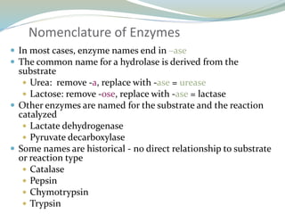 Nomenclature of Enzymes
 In most cases, enzyme names end in –ase
 The common name for a hydrolase is derived from the
substrate
 Urea: remove -a, replace with -ase = urease
 Lactose: remove -ose, replace with -ase = lactase
 Other enzymes are named for the substrate and the reaction
catalyzed
 Lactate dehydrogenase
 Pyruvate decarboxylase
 Some names are historical - no direct relationship to substrate
or reaction type
 Catalase
 Pepsin
 Chymotrypsin
 Trypsin
 