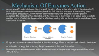  An enzyme (E) molecule has a highly specific binding site or active site to which its substrate (S)
bind to produce enzyme-substrate complex (ES). The reaction proceeds at the binding site to
produce the products (P), which remain associated briefly with enzyme (enzyme-product
complex). The product is then liberated and the molecule is then freed in an active state to initiate
another round of catalysis. Apparently the affinity of binding site for the product is much lower than
that for the substrate.
 Enzymes reduce the overall level of activation energy. Even a modest reduction in the value
of activation energy leads to very large increases in the reaction rates.
 Most enzymatic reactions occur within a relatively narrow temperature range (usually from about
30°C to 40°C)
 