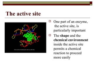 Enzymes | PPT