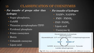 CLASSIFICATION OF COENZYMES
• For transfer of groups other than
hydrogen
• Sugar phosphates,
• CoASH
• Thiamine pyrophosphate (TPP)
• Pyridoxal phosphate
• Folate coenzymes
• Biotin
• Cobamide coenzyme
• Lipoic acid
• For transfer of hydrogen
• NADP+, NADPH+
• FMN - FMNH2
• FAD- FADH2
• Lipoic acid
• Coenzyme Q.
15
 