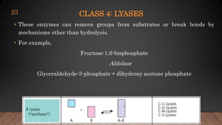 CLASS 4: LYASES
• These enzymes can remove groups from substrates or break bonds by
mechanisms other than hydrolysis.
• For example,
Fructose-1,6-bisphosphate
Aldolase
Glyceraldehyde-3-phosphate + dihydroxy acetone phosphate
23
 