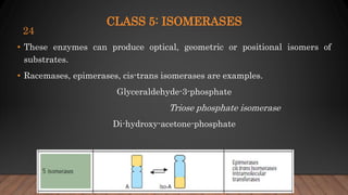 CLASS 5: ISOMERASES
• These enzymes can produce optical, geometric or positional isomers of
substrates.
• Racemases, epimerases, cis-trans isomerases are examples.
Glyceraldehyde-3-phosphate
Triose phosphate isomerase
Di-hydroxy-acetone-phosphate
24
 