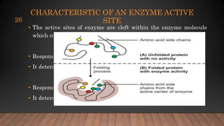 CHARACTERISTIC OF AN ENZYME ACTIVE
SITE
• The active sites of enzyme are cleft within the enzyme molecule
which consist of few amino acid residue only.
Catalytic site:
• Responsible for catalysis
• It determine reaction specificity
Binding Site
• Responsible for binding enzyme to substrate.
• It determine substrate specificity.
26
 
