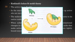• Koshland’s Induce fit model theory
• The active site is flexible
• In the enzyme molecule the amino acid residues that make up active
site are not oriented properly in the absence of substrate.
• The molecule is unstable in the induce confirmation and returns to its
native conformation in the absence of substrate.
• When substrate combines with enzyme, it induces conformational
changes in the enzyme molecule in a such a way that amino acids that
make active site are shifted into correct orientation to favors tightly
bound enzyme substrate complex followed by catalysis
30
 
