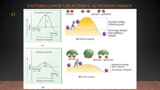 ENZYMES LOWER A REACTION’S ACTIVATION ENERGY
41
 
