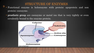 STRUCTURE OF ENZYMES
• Functional enzyme is holoenzyme with protein; apoprotein and non
protein; coenzyme.
• prosthetic group are coenzyme or metal ion that is very tightly or even
covalently bound to the enzyme protein.
9
 