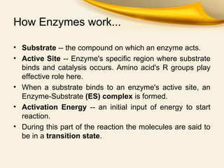 Enzymes