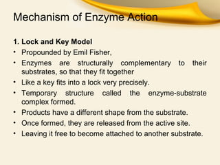 Enzymes