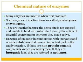 Chemical nature of enzymes
 Many enzymes are inactive when first produced.
 Such enzymes in inactive form are called proenzymes
or zymogens.
 They are inactive because the active site is not exposed
and unable to bind with substrate. Later by the action of
essential coenzymes or activator they made active.
 Enzymes often occur in combination with inorganic and
organic substances that have an important part in the
catalytic action. If these are non protein organic
compounds known as coenzymes. If they are
inorganic ions, they are referred as activator.
 
